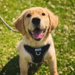 leothegoldenwoof profile picture