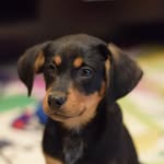 leo_the_rescue profile picture