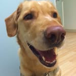 leotheyellowdog profile picture