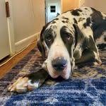 leroy.the.loveable.great.dane profile picture