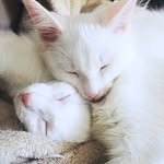 leroy_and_terrance profile picture