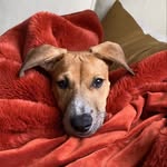 levilovesit profile picture