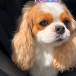 lexie_the_cavalier profile picture