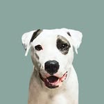 lexigirltherescue profile picture