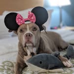 lexy_the_elderbull profile picture