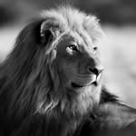 liambroady profile picture