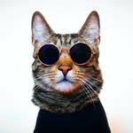 liam_the_everyday_cat profile picture