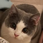 liangliang_cat profile picture