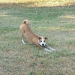 libbeydog profile picture