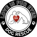 life_dog_rescue_crew profile picture