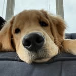 lifeofhankthedog profile picture