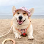 lifeofharleythecorgi profile picture