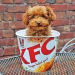 lifeofjinkee profile picture