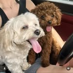 lifeofleo_andlola profile picture