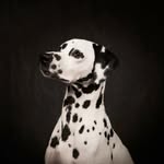 lifeofolliethedal profile picture