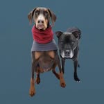 lifeofpieandtheodoreabull profile picture