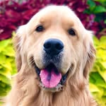 lifeofsterlingnewton profile picture