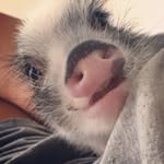 life_with_a_pig_and_a_pup profile picture
