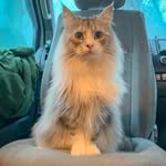 lifewithmainecoonss profile picture