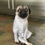 lifewithpierogi profile picture