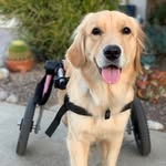 lifewithwillowonwheels profile picture