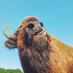 lighthousefarmsanctuary profile picture