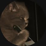 lilblucifer profile picture