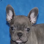 lilfrenchielouis profile picture