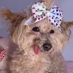 lilheart_therescue profile picture