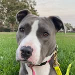 lilliethepibble profile picture