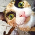 lilly_crazyeyes profile picture