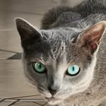lilmisscoal profile picture