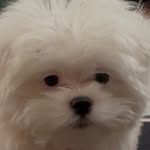 lilmuju profile picture