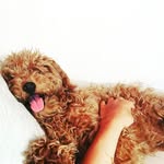 lilo.elperro profile picture