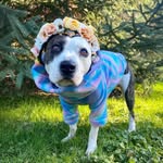 lilo_lovebug profile picture