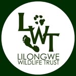 lilongwewildlife profile picture