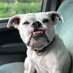 lilouthebulldog profile picture