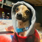 lilsony527733 profile picture