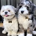 lilyandsasha_ profile picture