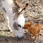 lilyandyodasfunnyfarm profile picture
