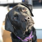 lily_evans_service_pup profile picture