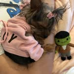 lilymaotheyorkie profile picture