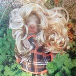 lilyrosenquist profile picture