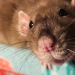 lilysrats profile picture