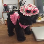 lily_the_havanese_nyc profile picture