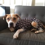 lilythepittiepup profile picture
