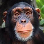 limbanizwf profile picture
