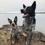 lincoln.and.logan profile picture