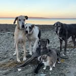 lincoln_and_the_4_great_danes profile picture