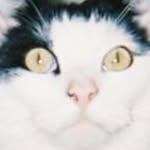 lincolninlove profile picture